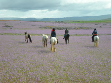 Morocco-Morocco-Sable d'Or - Southern Morocco